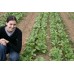 SPRAY FREE PAK CHOY  Per Bunch Katikati Grown
